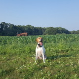 Entry image for SCOOTER BUG