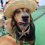 Entry image for Otis