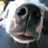 Entry image for Moose