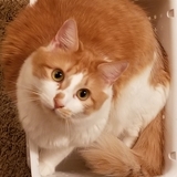 Entry image for Tobey