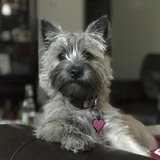 Entry image for Heidi