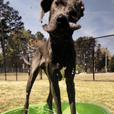 Entry image for Blue