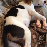 Entry image for Maccabi