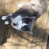 Entry image for Remy