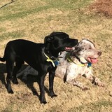 Entry image for Colt and Max