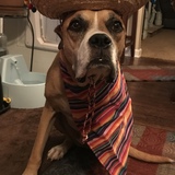 Entry image for Louie