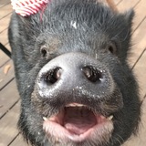 Entry image for Hammy