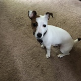 Entry image for Copper