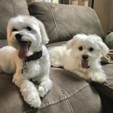 Entry image for Shaggy and Sandy