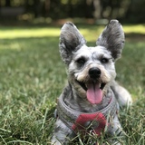 Entry image for Daisy Mae