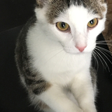 Entry image for Oscar