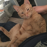 Entry image for Otto