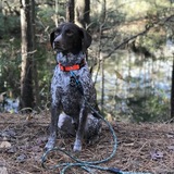 Entry image for Scout 