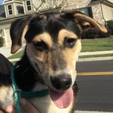 Entry image for Rocket