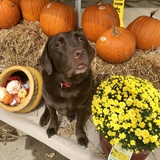 Entry image for Ruger