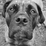 Entry image for She-ra