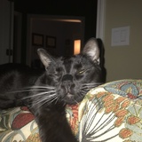 Entry image for Maxwell