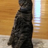 Entry image for Stormy