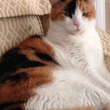 Entry image for Calli