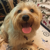 Entry image for Buddy