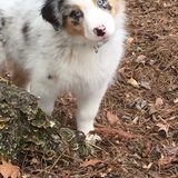 Entry image for Foster