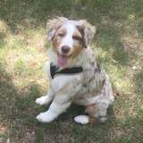 Entry image for Finn