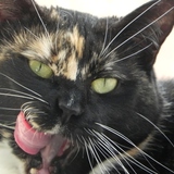 Entry image for Sweet Molly McGee