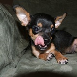 Entry image for Lacy