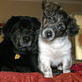 Entry image for Cujo and Daryya