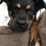 Entry image for Rhett 