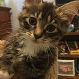 Entry image for Pepper