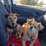 Entry image for Barney (l) and Sadie (r)