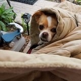 Entry image for PUGSLEY