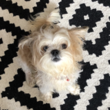 Entry image for Simon