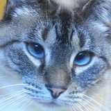 Entry image for Biscuit