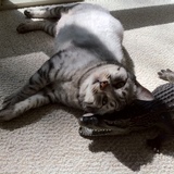 Entry image for Dutch