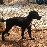 Entry image for Suki