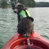 Entry image for Stella