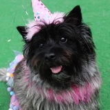 Entry image for Lexi