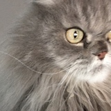 Entry image for S'mores