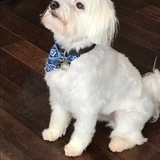 Entry image for Robbie