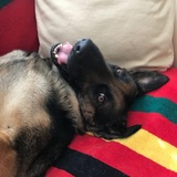 Entry image for Bella