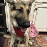 Entry image for Savannah