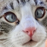 Entry image for Alphie