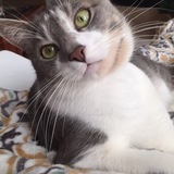 Entry image for Thomas