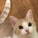 Entry image for Honeysuckle 