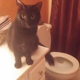 Entry image for Fraser