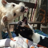Entry image for Cooper (white) and Barkley (black & white) - Play Time