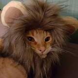 Entry image for Garfield