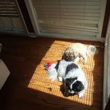 Entry image for Biscuit & Beau